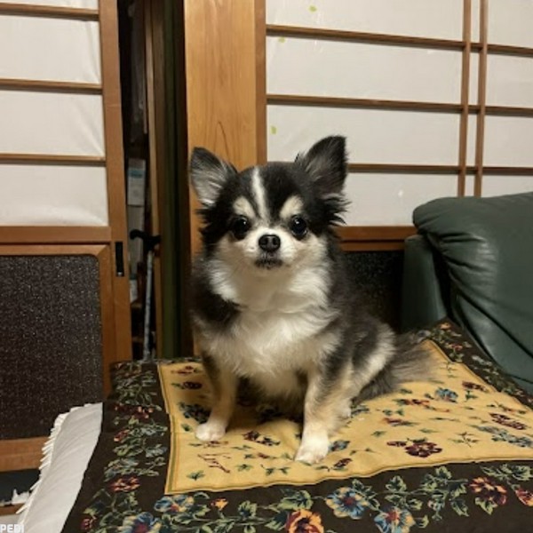 大和ちゃん