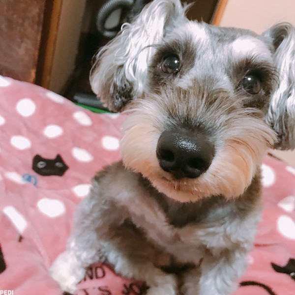 リロちゃん