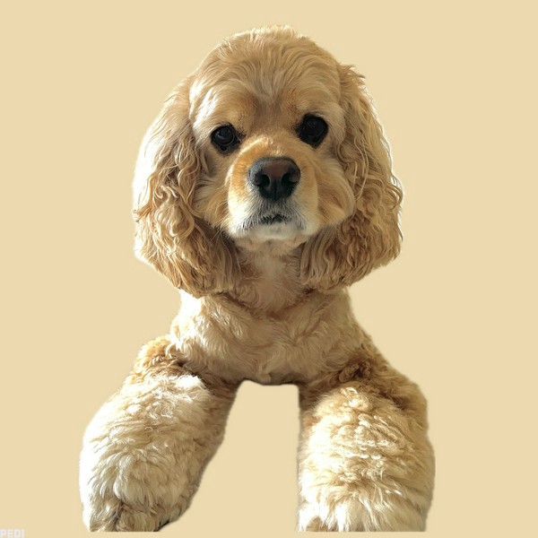 なるくんのプロフィール | PEDI