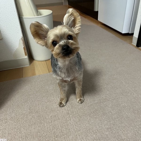 みなもちゃん