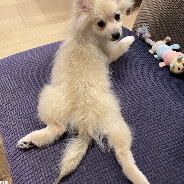パルムくん