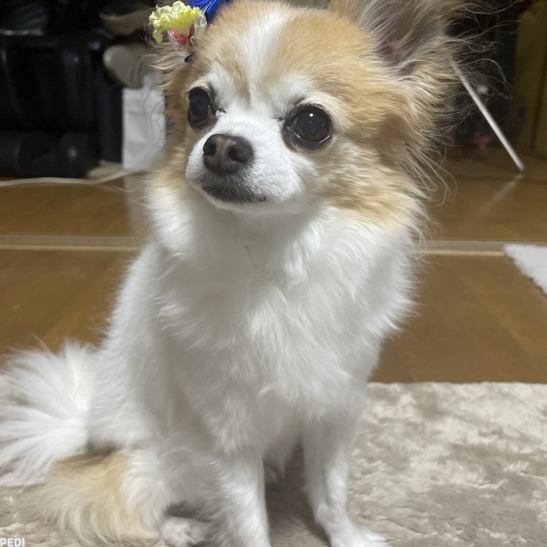 りょうまくん