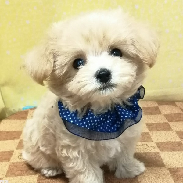 ちくわくん
