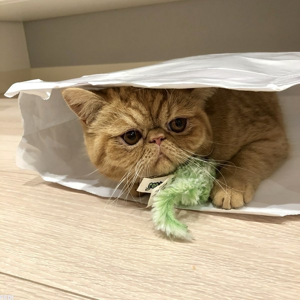 なめこちゃん