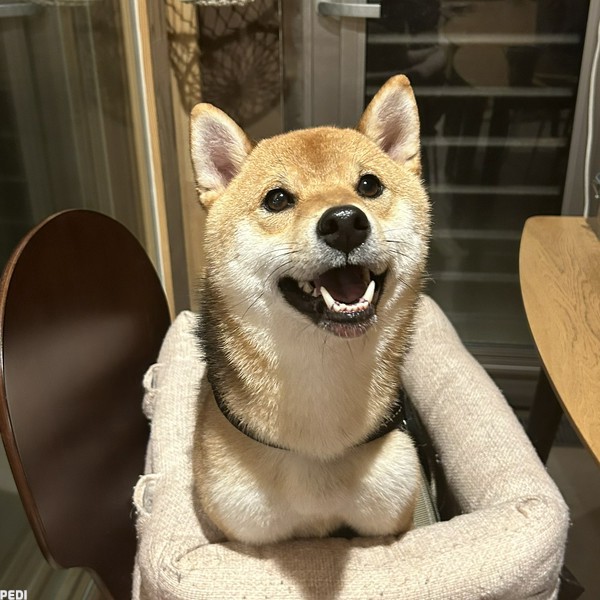 金時くん