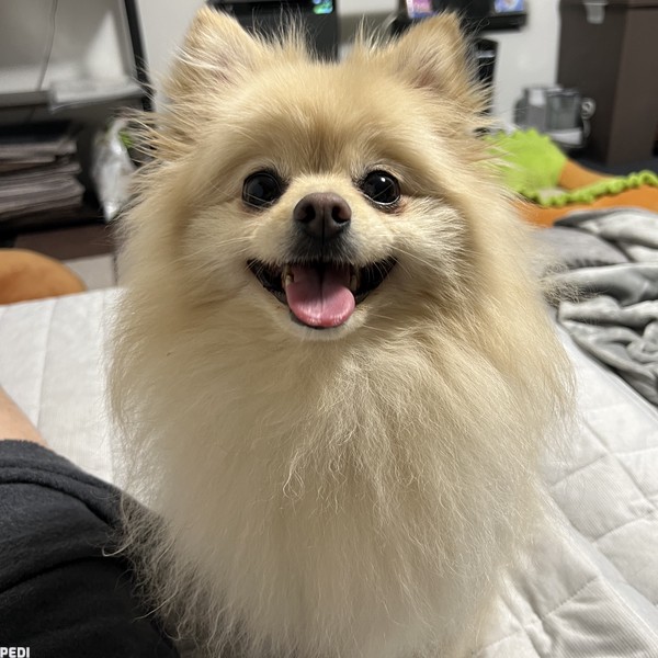 わたげくん