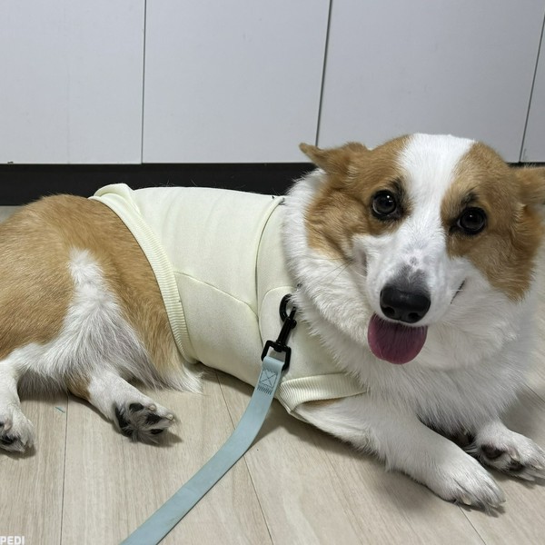 チャッコちゃん