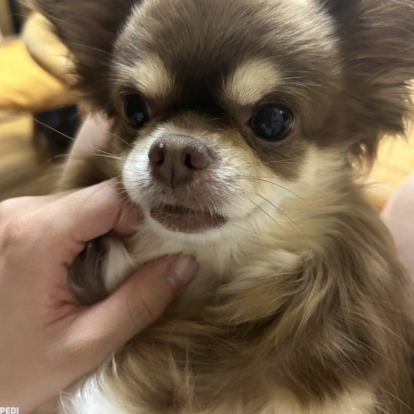 ちまきちゃん