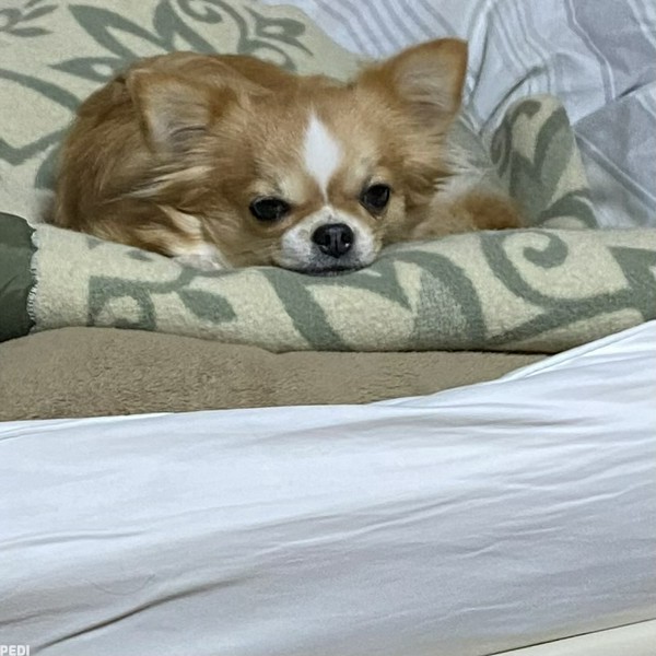 ココアちゃん