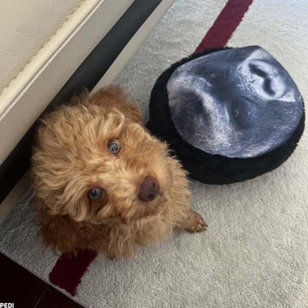 チャップリンくん