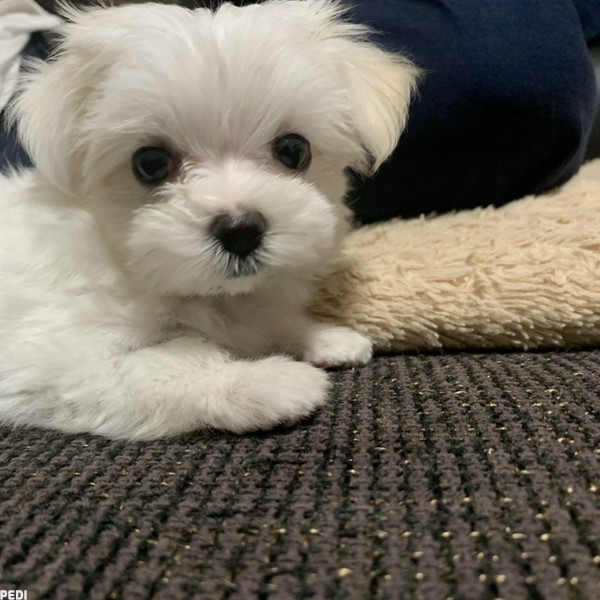 にこちゃん