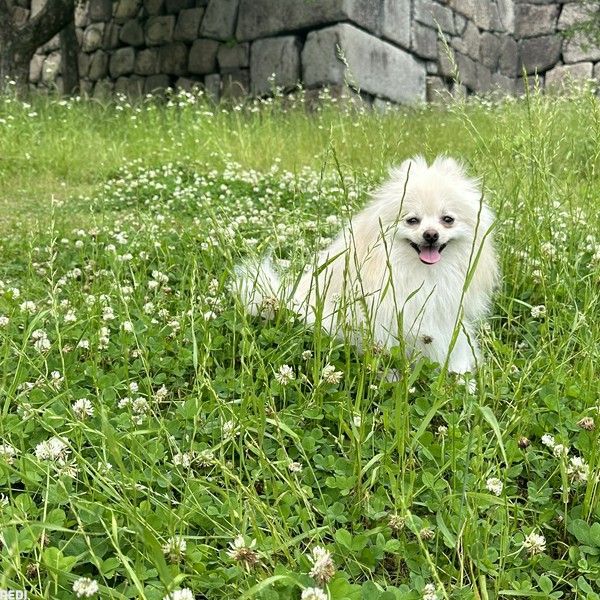 おもちくん