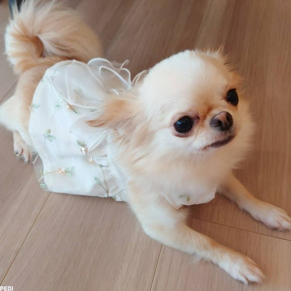 のんちゃん