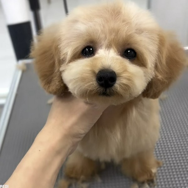 うにくん