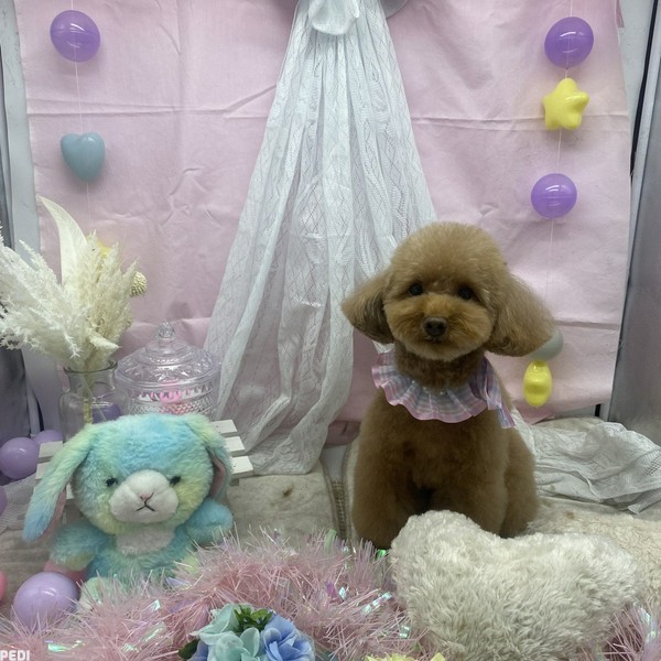 きなこちゃん