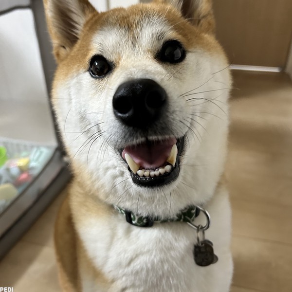 シンバくん