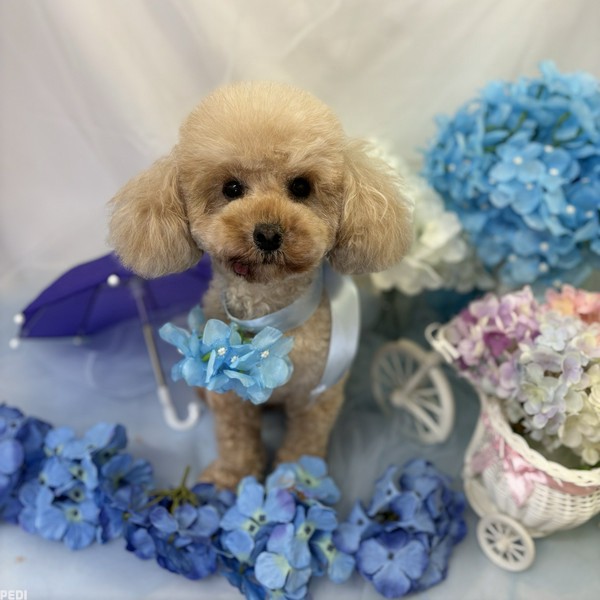 チャチャちゃん