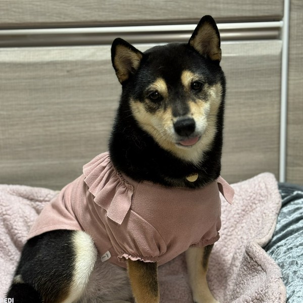 豆柴のももちゃん
