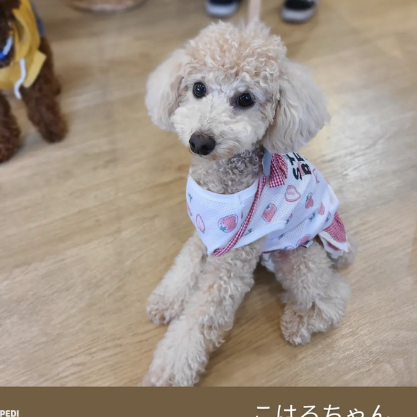 こはるちゃん