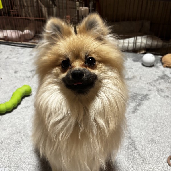 ロロちゃん