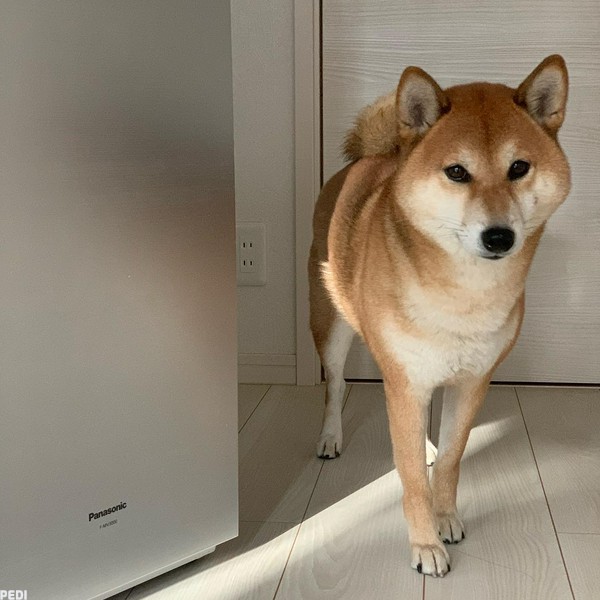 虎鉄くん