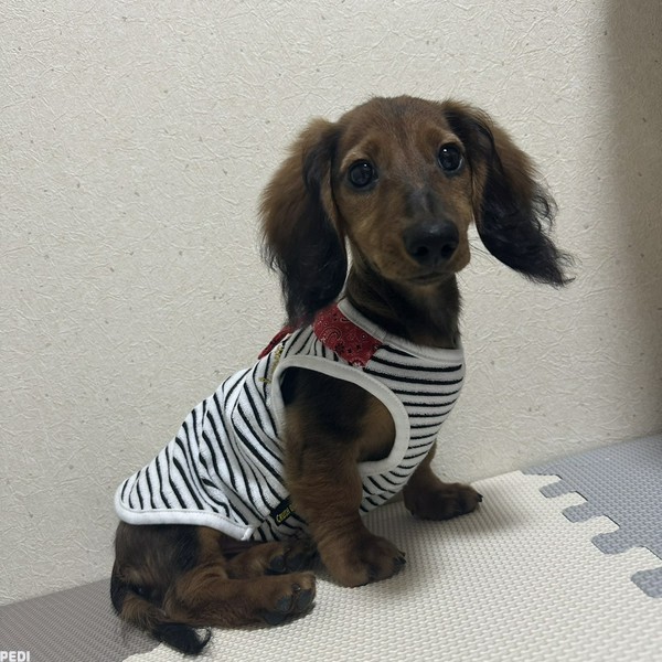 おかかくん