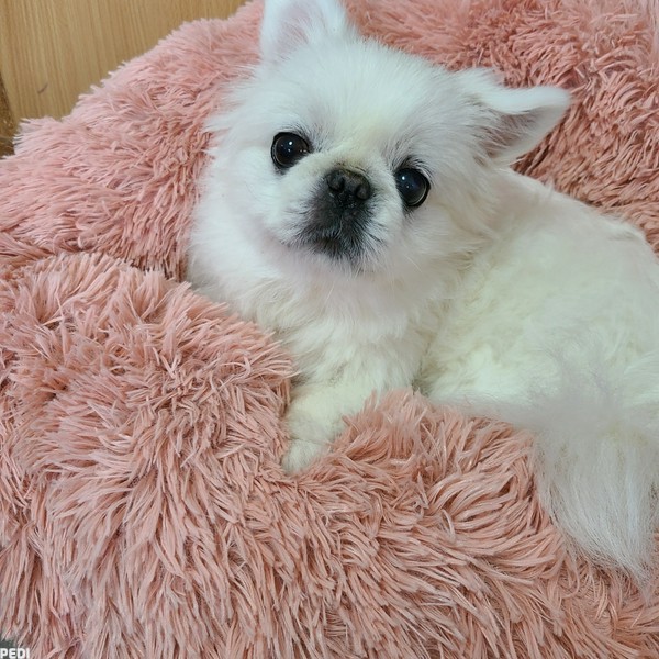 ココアちゃん
