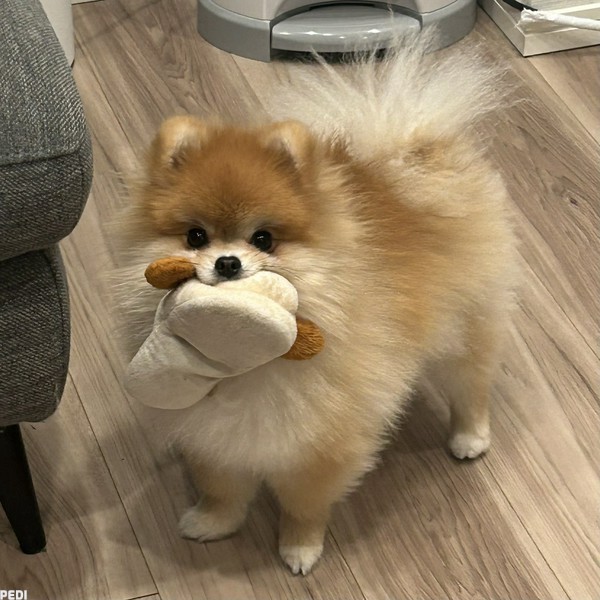 とらぼくん
