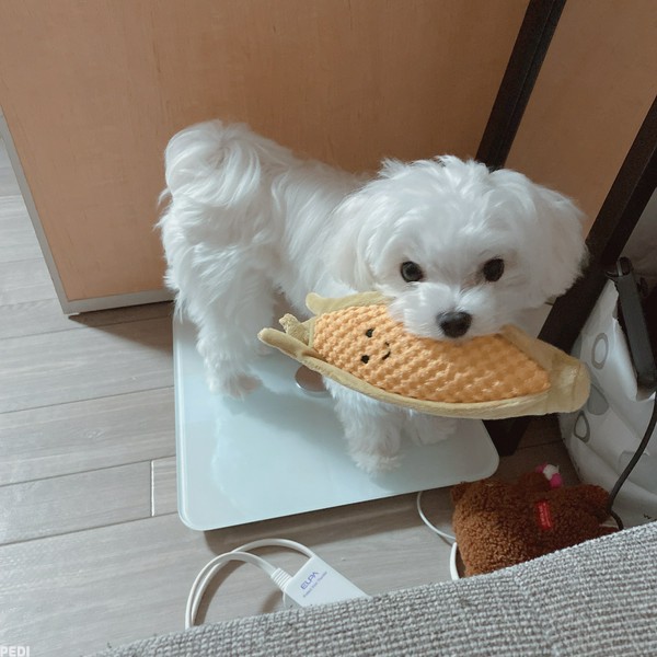 煌生くん