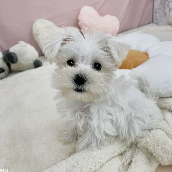 まよちゃん