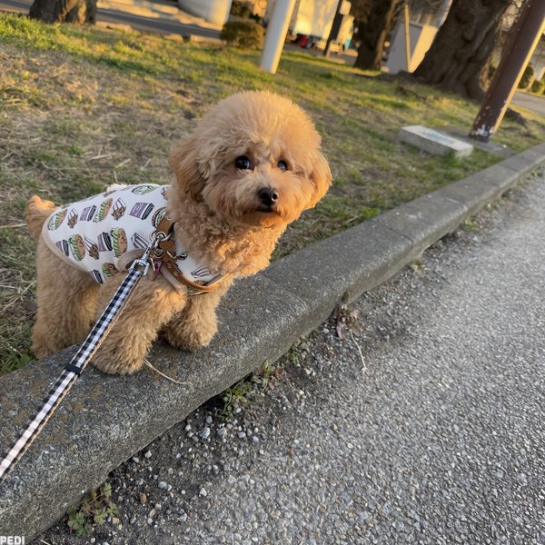 ぽてちゃん