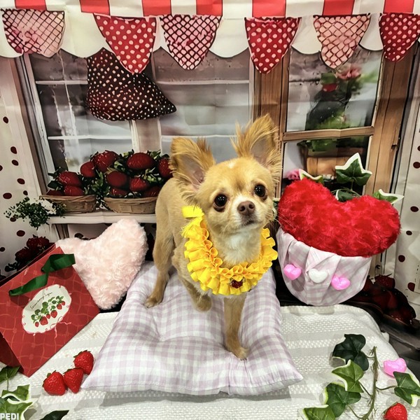 ララちゃん
