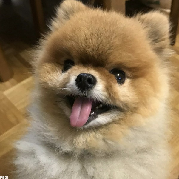 ミッキーくん