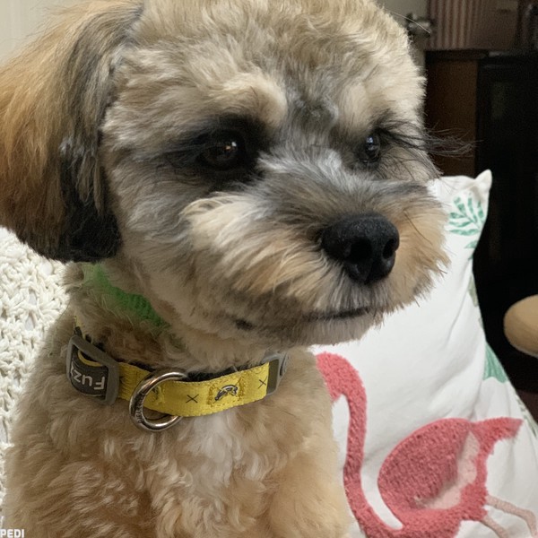 チャルくん