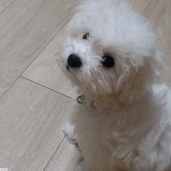 ミルキーちゃん