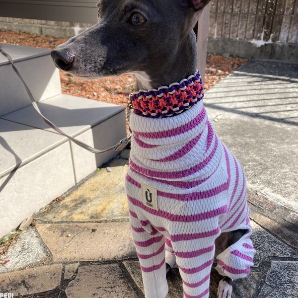 クララちゃん