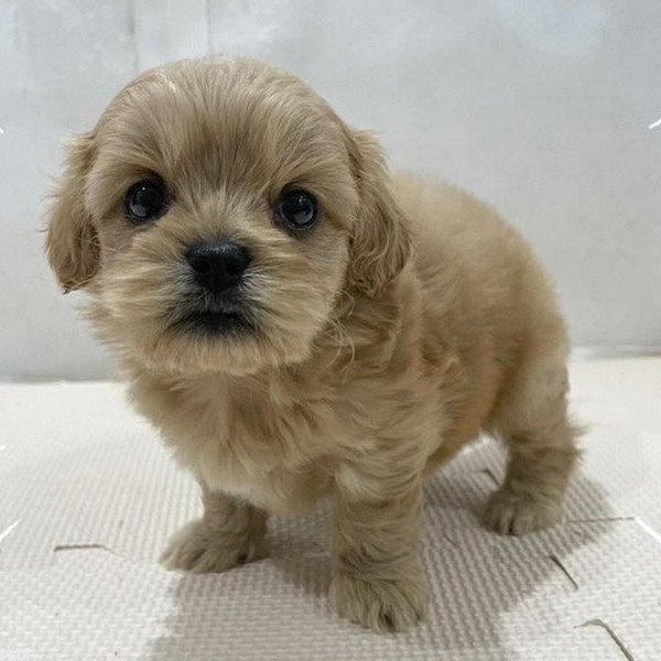 もっちちゃん