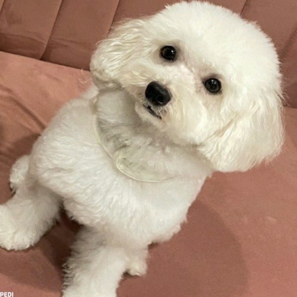 だんごまるくん
