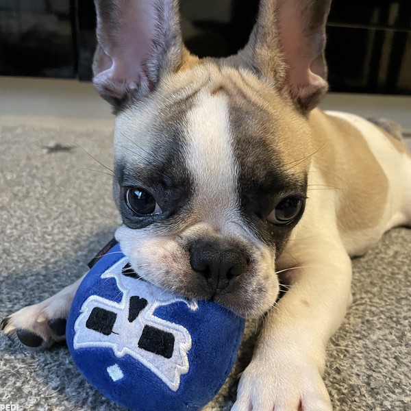 Brunoくん