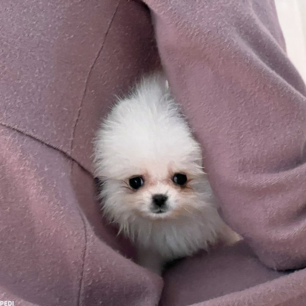 おもちくん