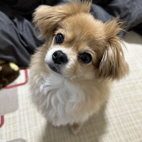 くうちゃん