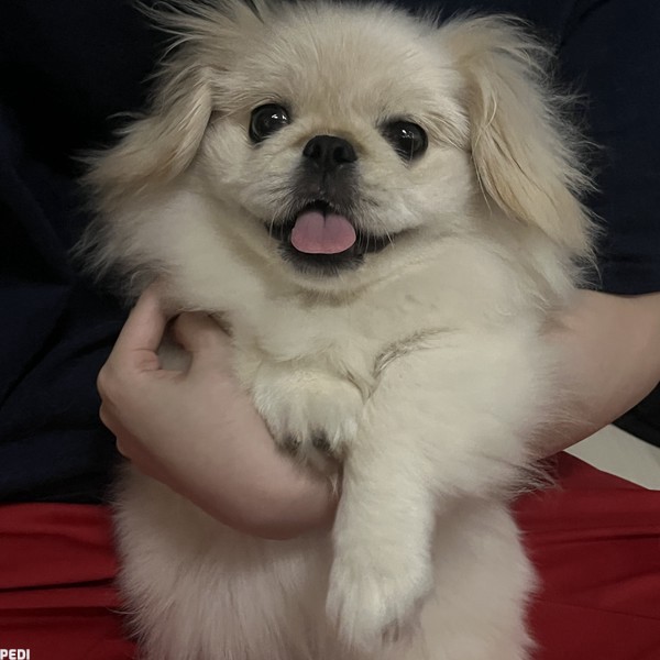 ペキ丸ちゃん