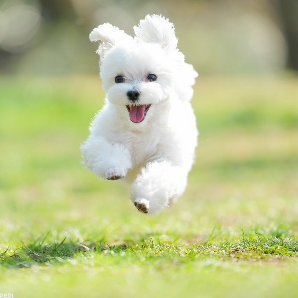 おこめちゃん