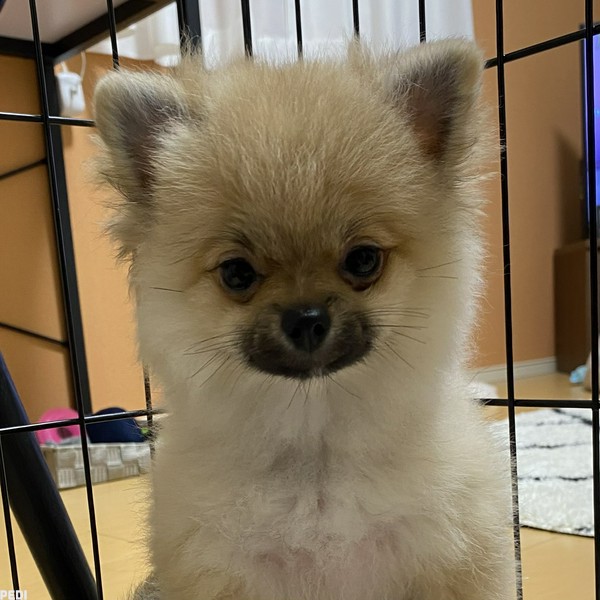 きなこちゃん