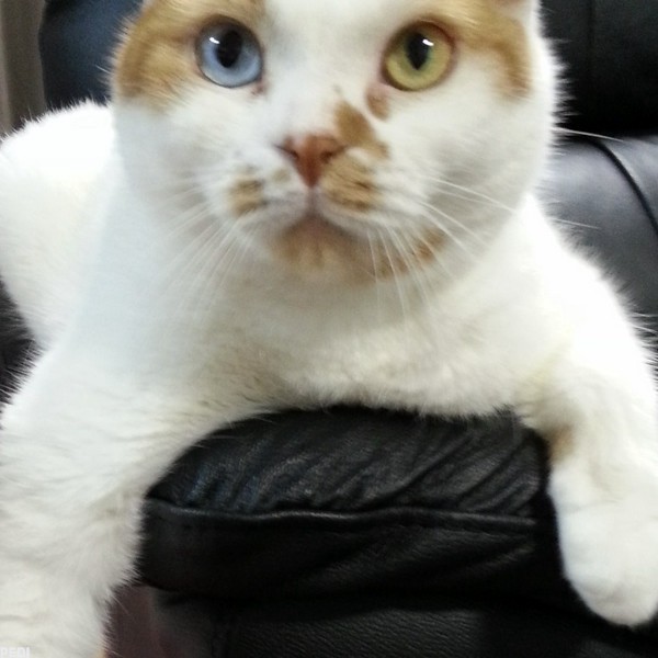 チキくん