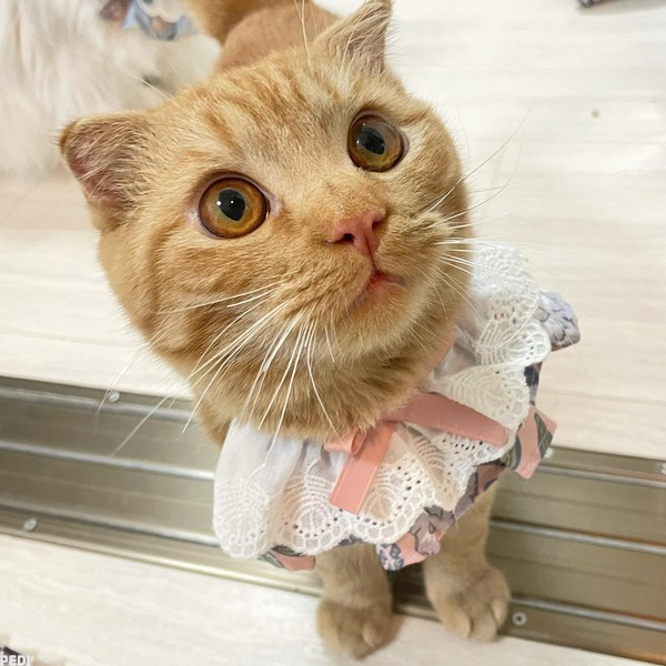 たいやきくん