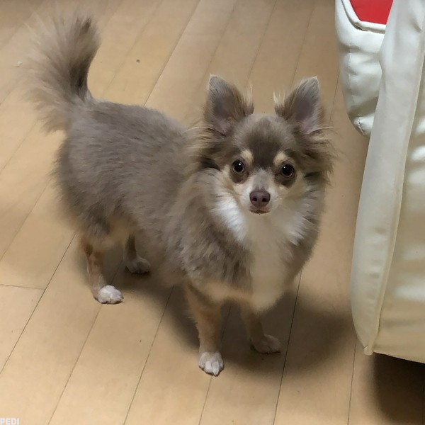 ぱらんちゃん
