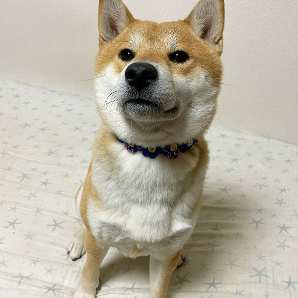 鉄虎くん