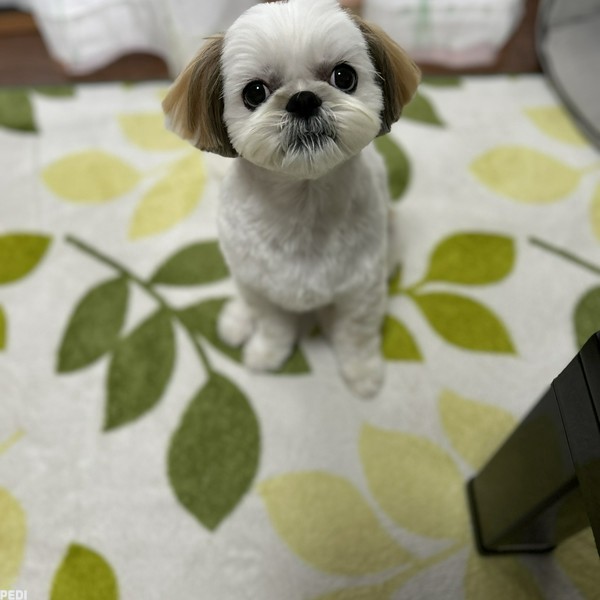 おもちちゃん