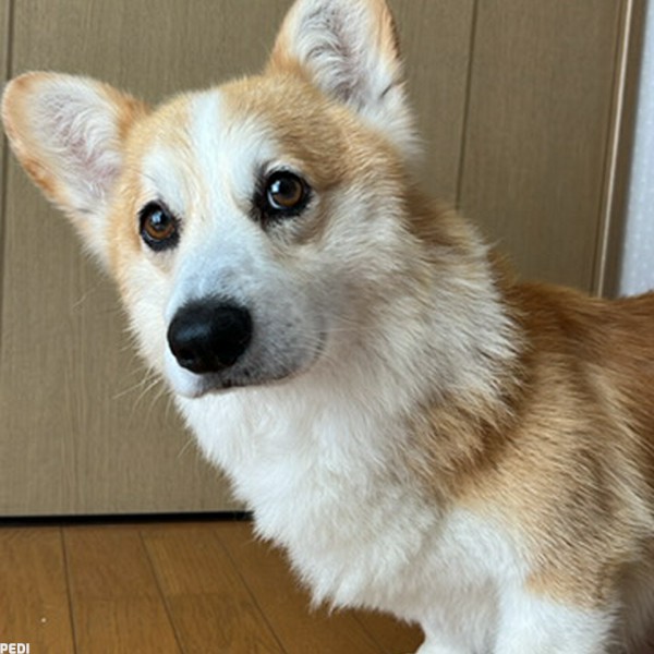 チロルくん